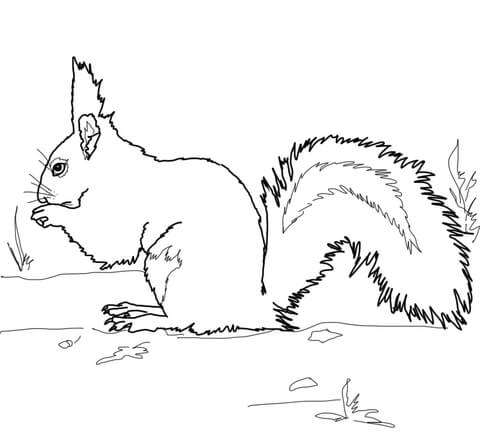 Red Squirrel Coloring Page